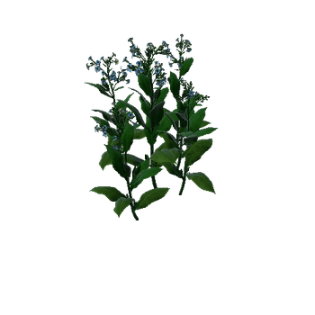 Flower Macedonia5 2